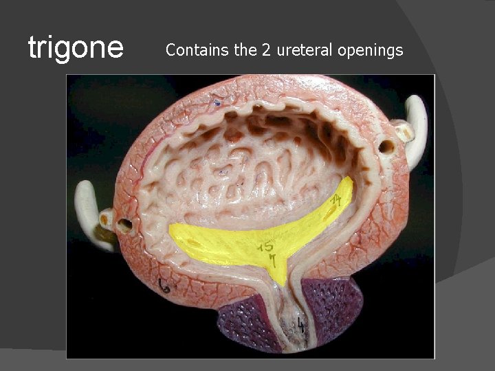 trigone Contains the 2 ureteral openings 