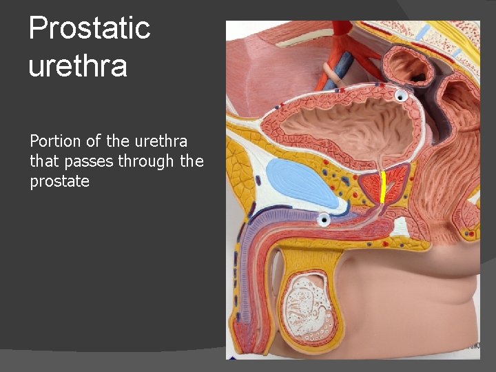 Prostatic urethra Portion of the urethra that passes through the prostate 
