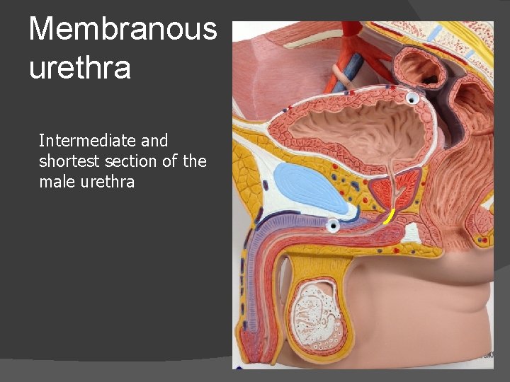 Membranous urethra Intermediate and shortest section of the male urethra 