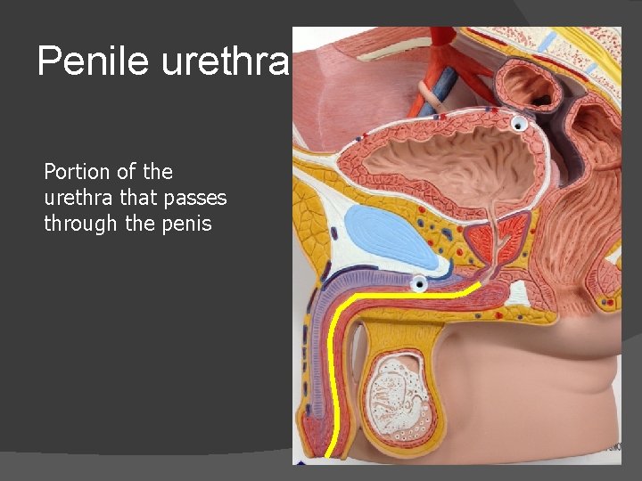 Penile urethra Portion of the urethra that passes through the penis 
