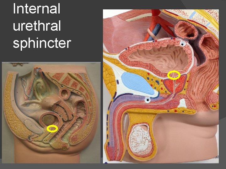 Internal urethral sphincter 