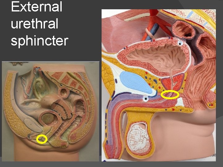 External urethral sphincter 
