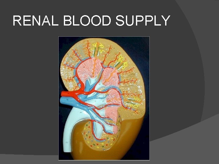 RENAL BLOOD SUPPLY 