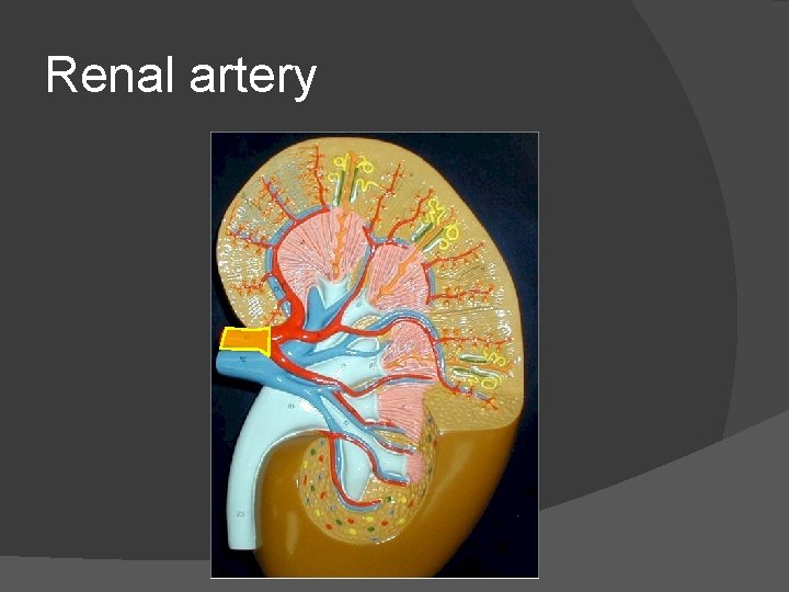 Renal artery 