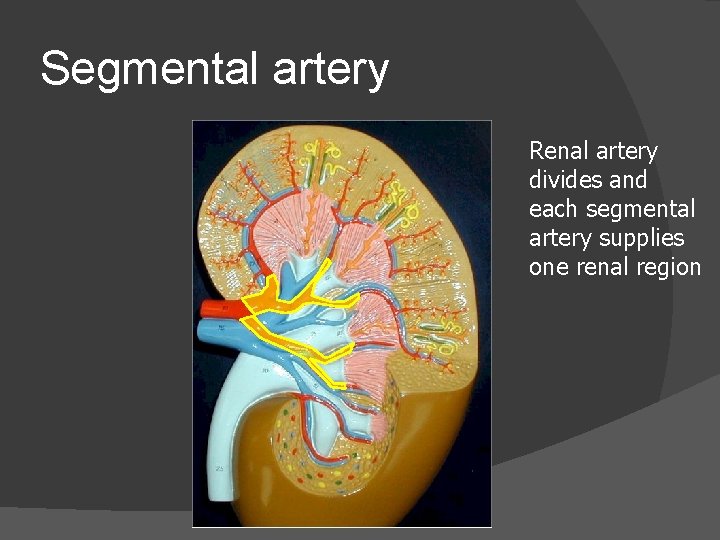Segmental artery Renal artery divides and each segmental artery supplies one renal region 