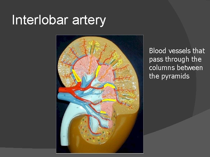 Interlobar artery Blood vessels that pass through the columns between the pyramids 