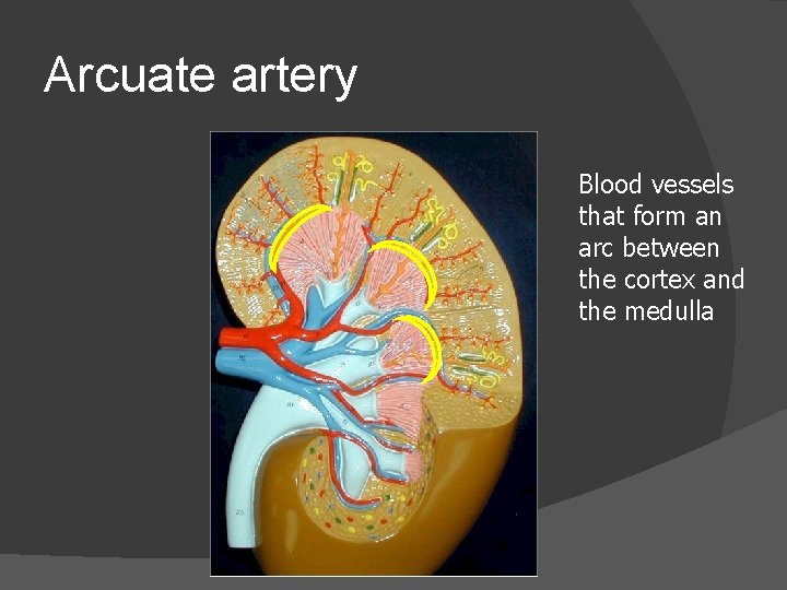 Arcuate artery Blood vessels that form an arc between the cortex and the medulla