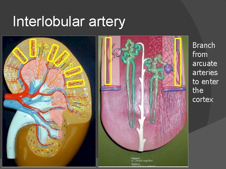 Interlobular artery Branch from arcuate arteries to enter the cortex 