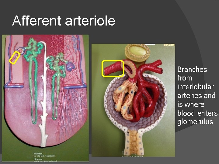 Afferent arteriole Branches from interlobular arteries and is where blood enters glomerulus 