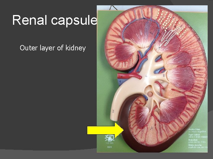 Renal capsule Outer layer of kidney 