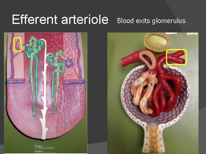 Efferent arteriole Blood exits glomerulus 