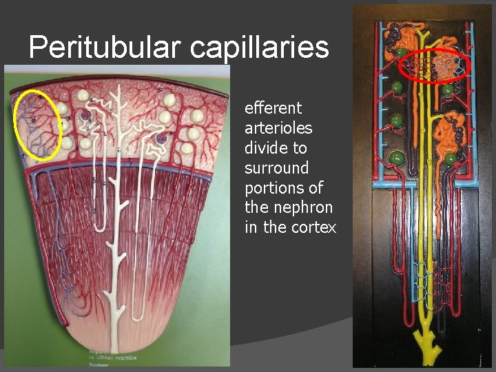 Peritubular capillaries efferent arterioles divide to surround portions of the nephron in the cortex