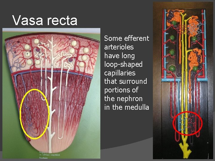 Vasa recta Some efferent arterioles have long loop-shaped capillaries that surround portions of the