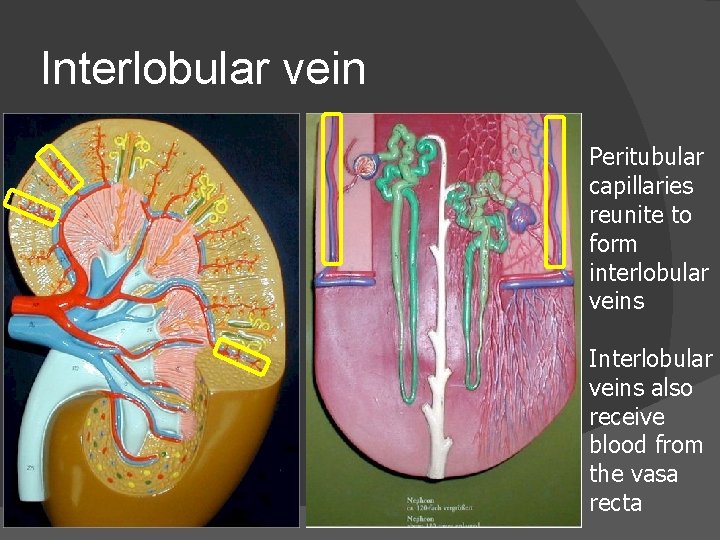 Interlobular vein Peritubular capillaries reunite to form interlobular veins Interlobular veins also receive blood