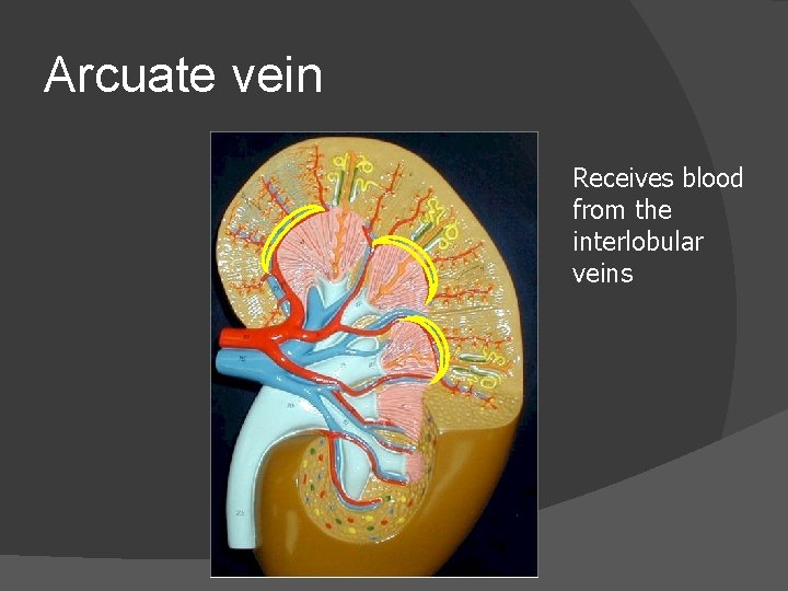 Arcuate vein Receives blood from the interlobular veins 