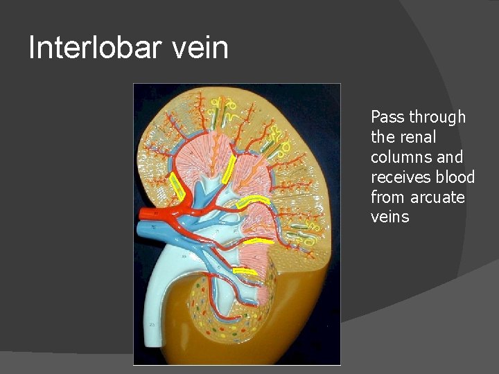 Interlobar vein Pass through the renal columns and receives blood from arcuate veins 