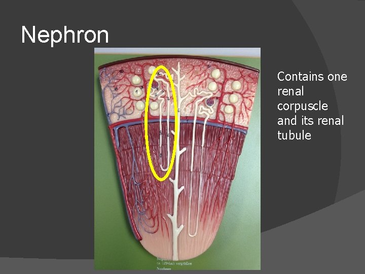 Nephron Contains one renal corpuscle and its renal tubule 