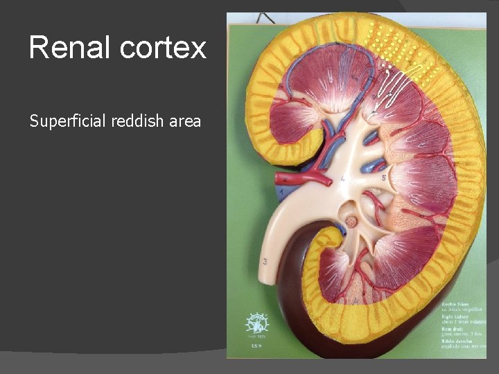 Renal cortex Superficial reddish area 