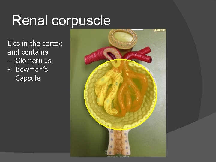 Renal corpuscle Lies in the cortex and contains - Glomerulus - Bowman’s Capsule 