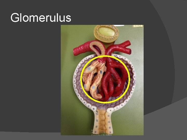 Glomerulus 