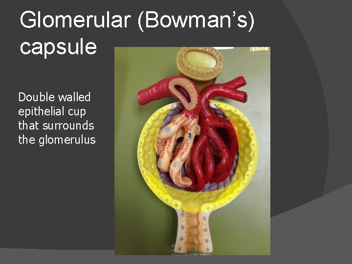 Glomerular (Bowman’s) capsule Double walled epithelial cup that surrounds the glomerulus 