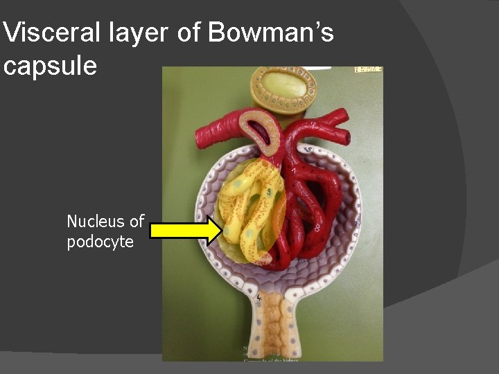 Visceral layer of Bowman’s capsule Nucleus of podocyte 