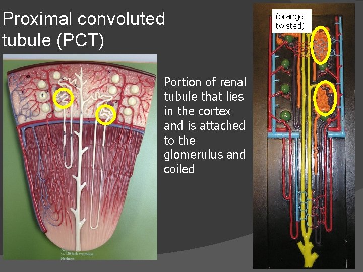 Proximal convoluted tubule (PCT) Portion of renal tubule that lies in the cortex and