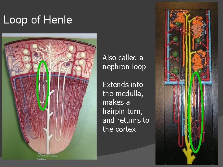 Loop of Henle Also called a nephron loop Extends into the medulla, makes a