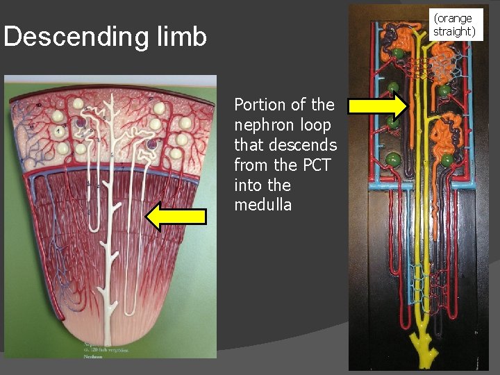 (orange straight) Descending limb Portion of the nephron loop that descends from the PCT