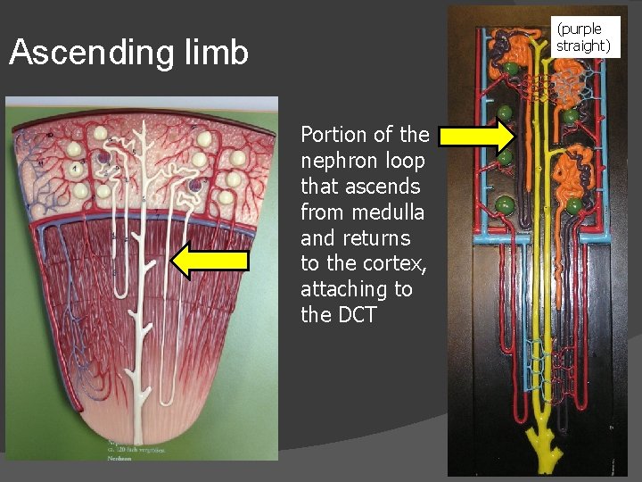 (purple straight) Ascending limb Portion of the nephron loop that ascends from medulla and