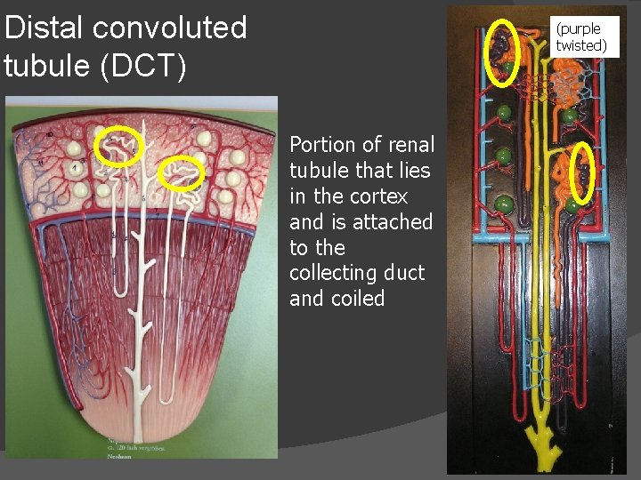 Distal convoluted tubule (DCT) (purple twisted) Portion of renal tubule that lies in the