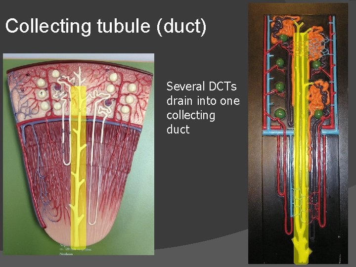 Collecting tubule (duct) Several DCTs drain into one collecting duct 