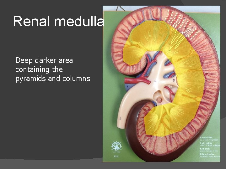 Renal medulla Deep darker area containing the pyramids and columns 