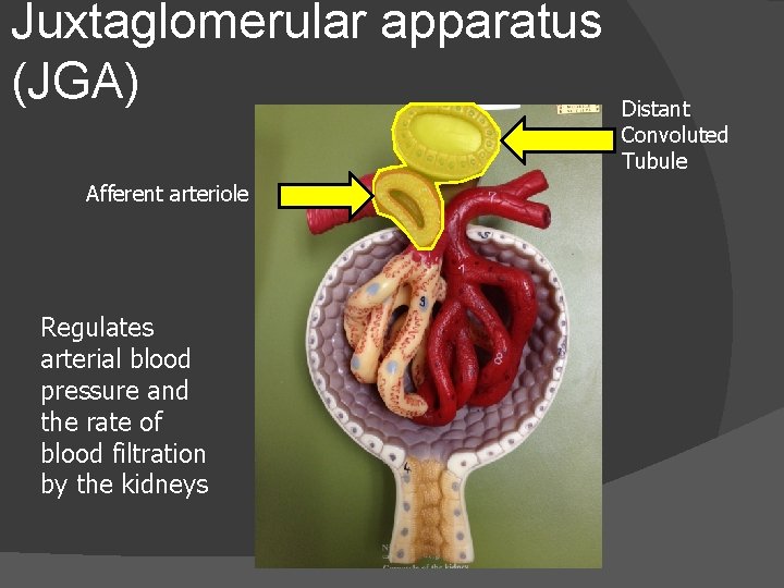 Juxtaglomerular apparatus (JGA) Afferent arteriole Regulates arterial blood pressure and the rate of blood