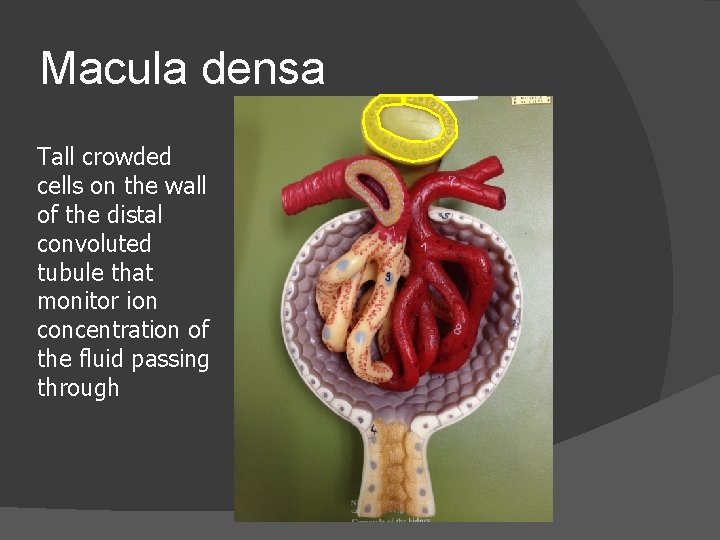 Macula densa Tall crowded cells on the wall of the distal convoluted tubule that