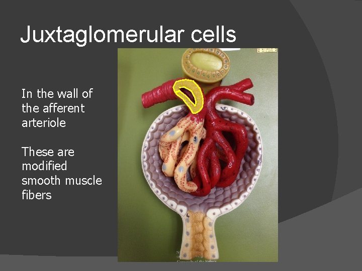 Juxtaglomerular cells In the wall of the afferent arteriole These are modified smooth muscle