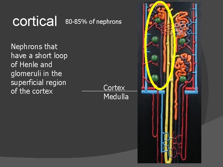 cortical 80 -85% of nephrons Nephrons that have a short loop of Henle and