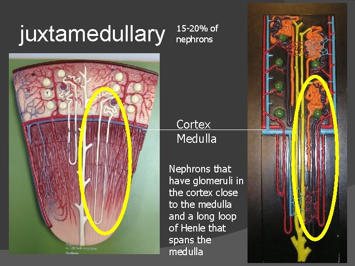 juxtamedullary 15 -20% of nephrons Cortex Medulla Nephrons that have glomeruli in the cortex