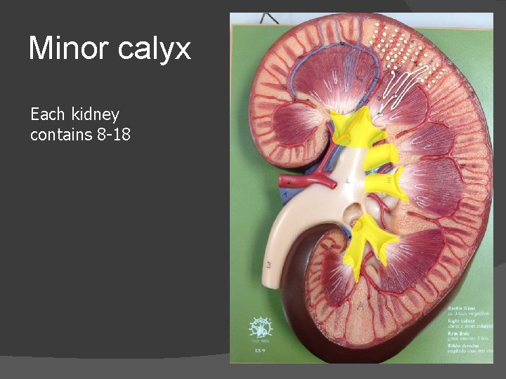 Minor calyx Each kidney contains 8 -18 