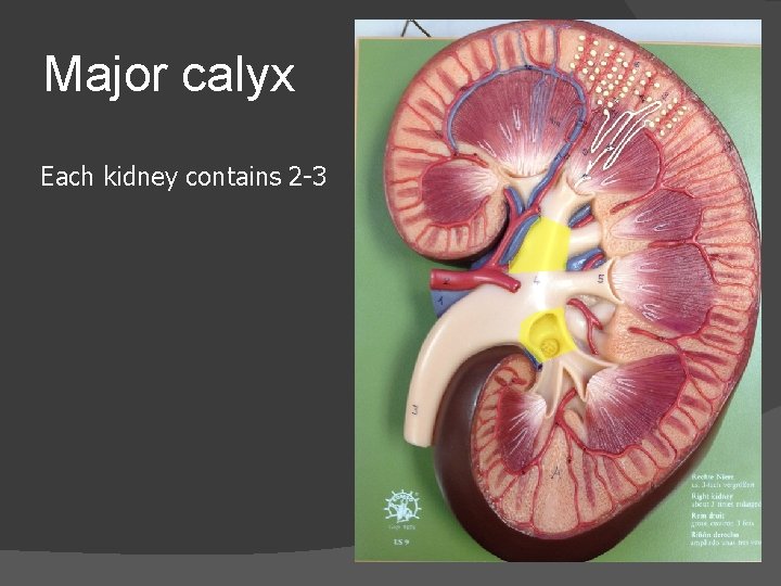 Major calyx Each kidney contains 2 -3 