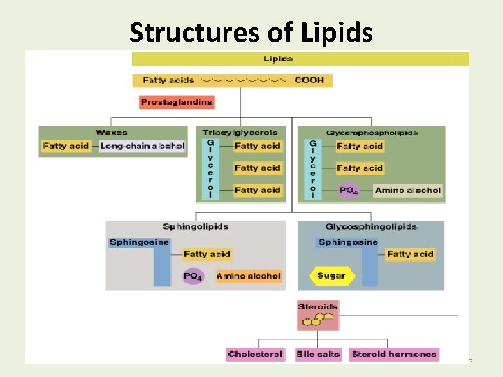 Structures of Lipids 5 