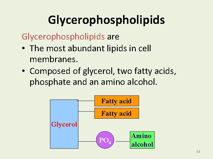 Glycerophospholipids are • The most abundant lipids in cell membranes. • Composed of glycerol,