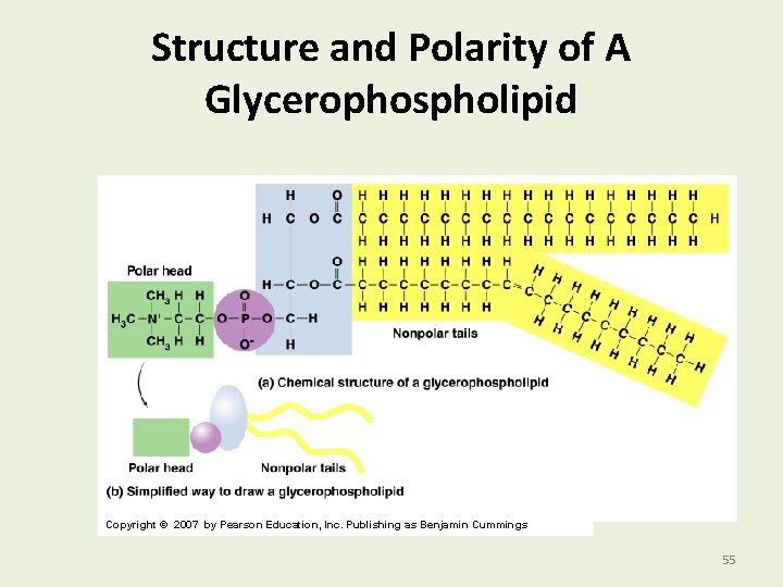  Structure and Polarity of A Glycerophospholipid Copyright © 2007 by Pearson Education, Inc.