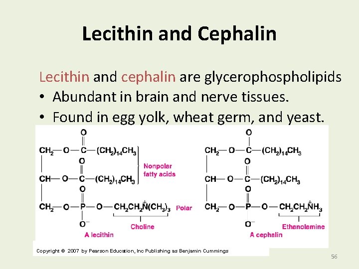 Lecithin and Cephalin Lecithin and cephalin are glycerophospholipids • Abundant in brain and nerve