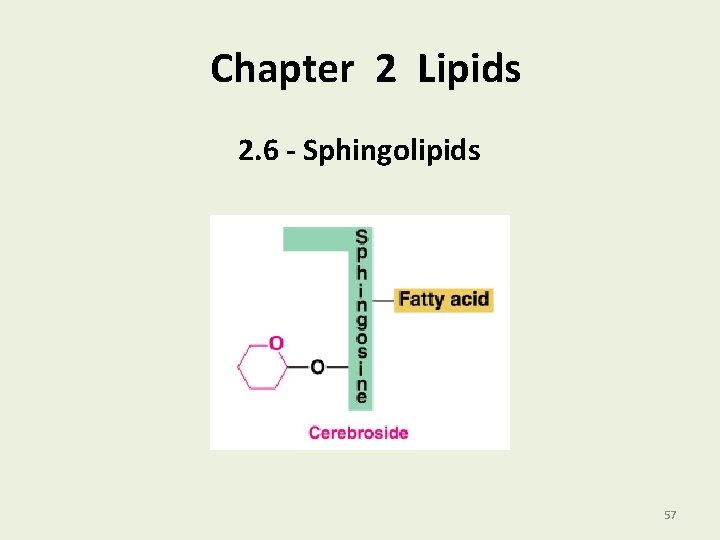 Chapter 2 Lipids 2. 6 - Sphingolipids 57 
