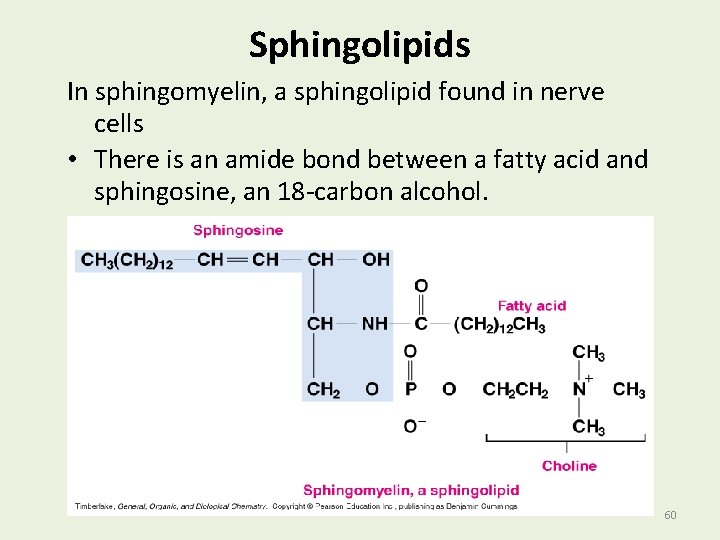Sphingolipids In sphingomyelin, a sphingolipid found in nerve cells • There is an amide