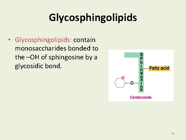 Glycosphingolipids • Glycosphingolipids: contain monosaccharides bonded to the –OH of sphingosine by a glycosidic