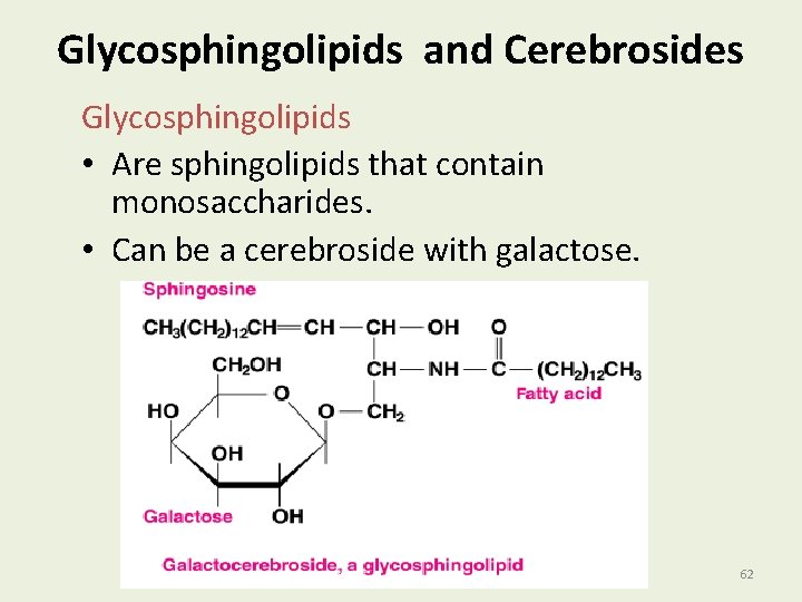 Glycosphingolipids and Cerebrosides Glycosphingolipids • Are sphingolipids that contain monosaccharides. • Can be a