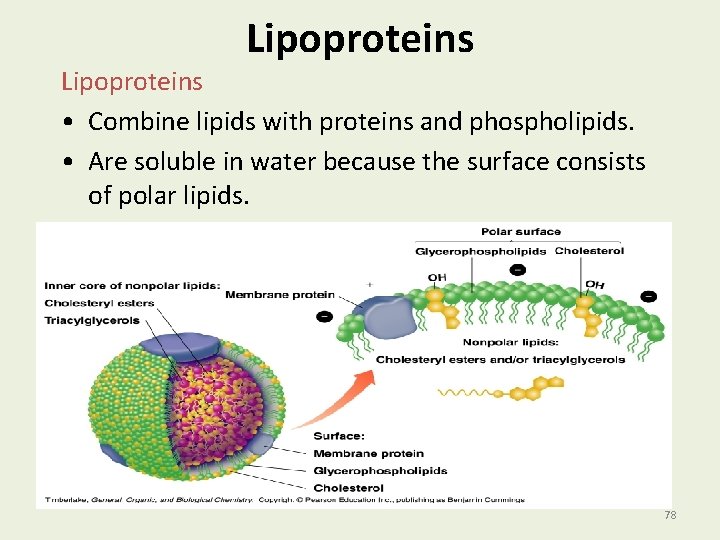 Lipoproteins • Combine lipids with proteins and phospholipids. • Are soluble in water because