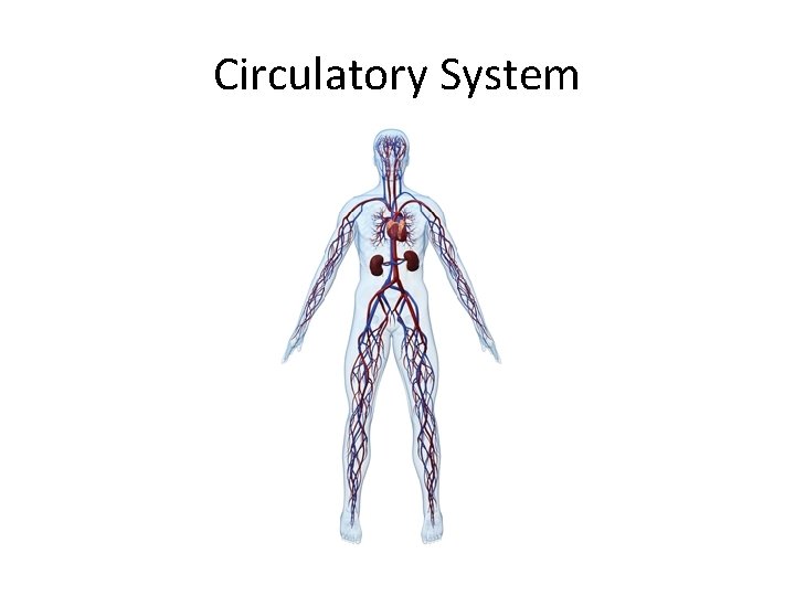 Circulatory System 